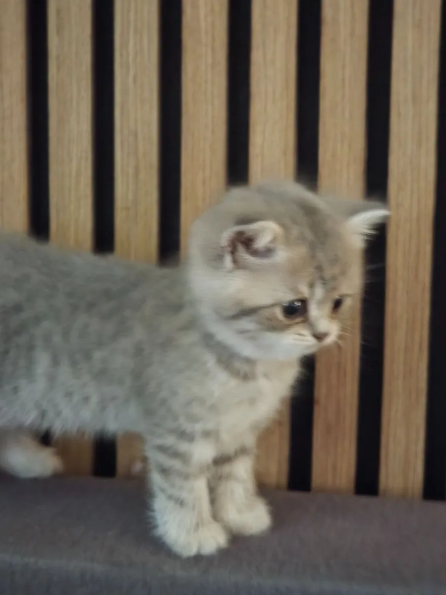 British kitten with pedigree. - Image 3