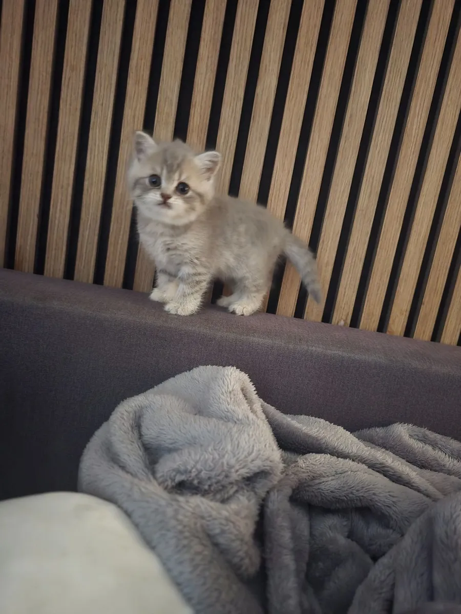 British kitten with pedigree. - Image 4