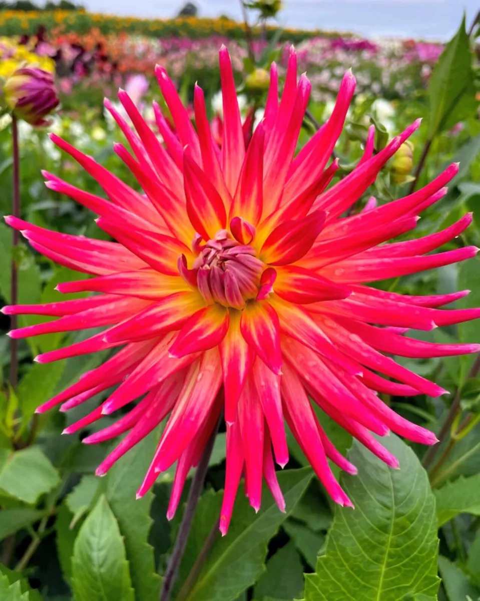 Giant Dhalia Fireworks SALE