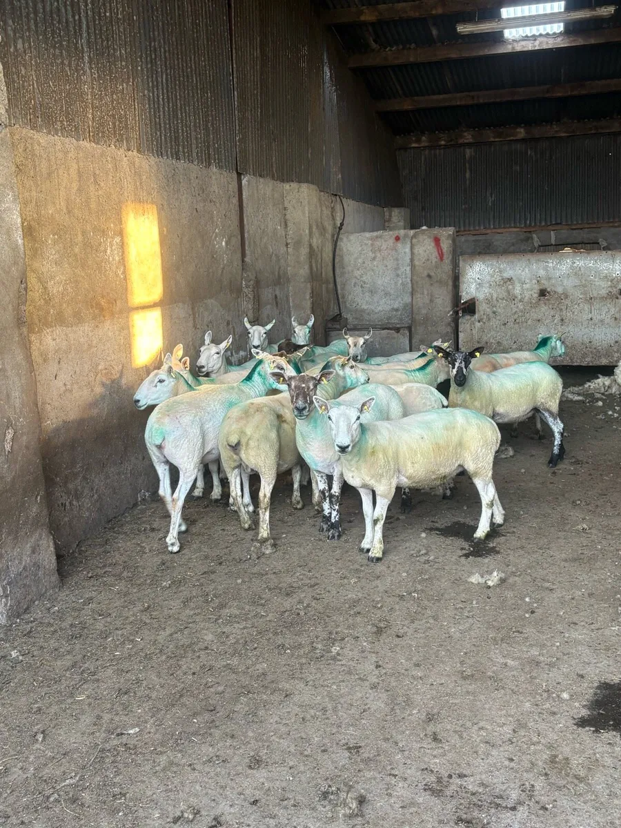 😍20 serious young breeding ewes 😍 - Image 3