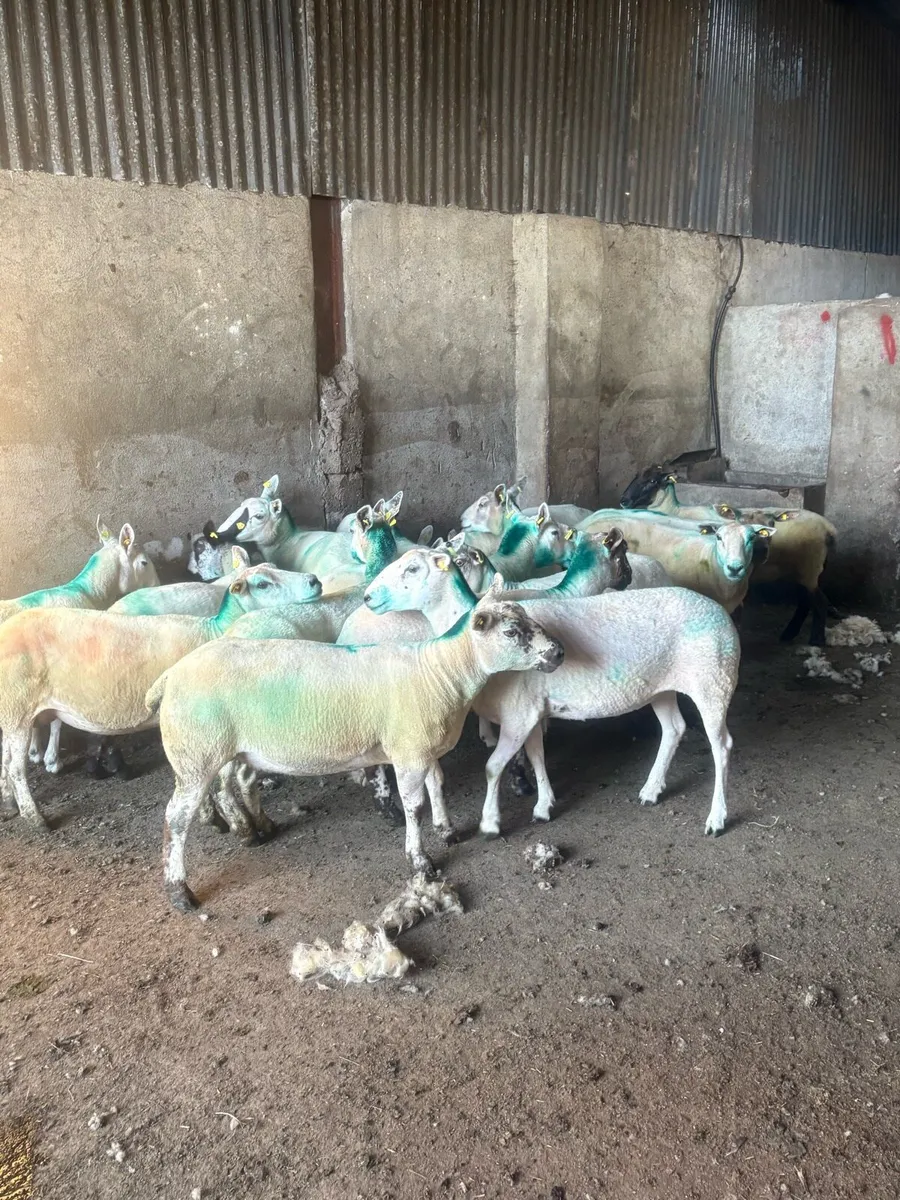 😍20 serious young breeding ewes 😍 - Image 4