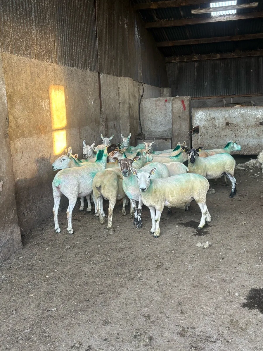 😍20 serious young breeding ewes 😍 - Image 2