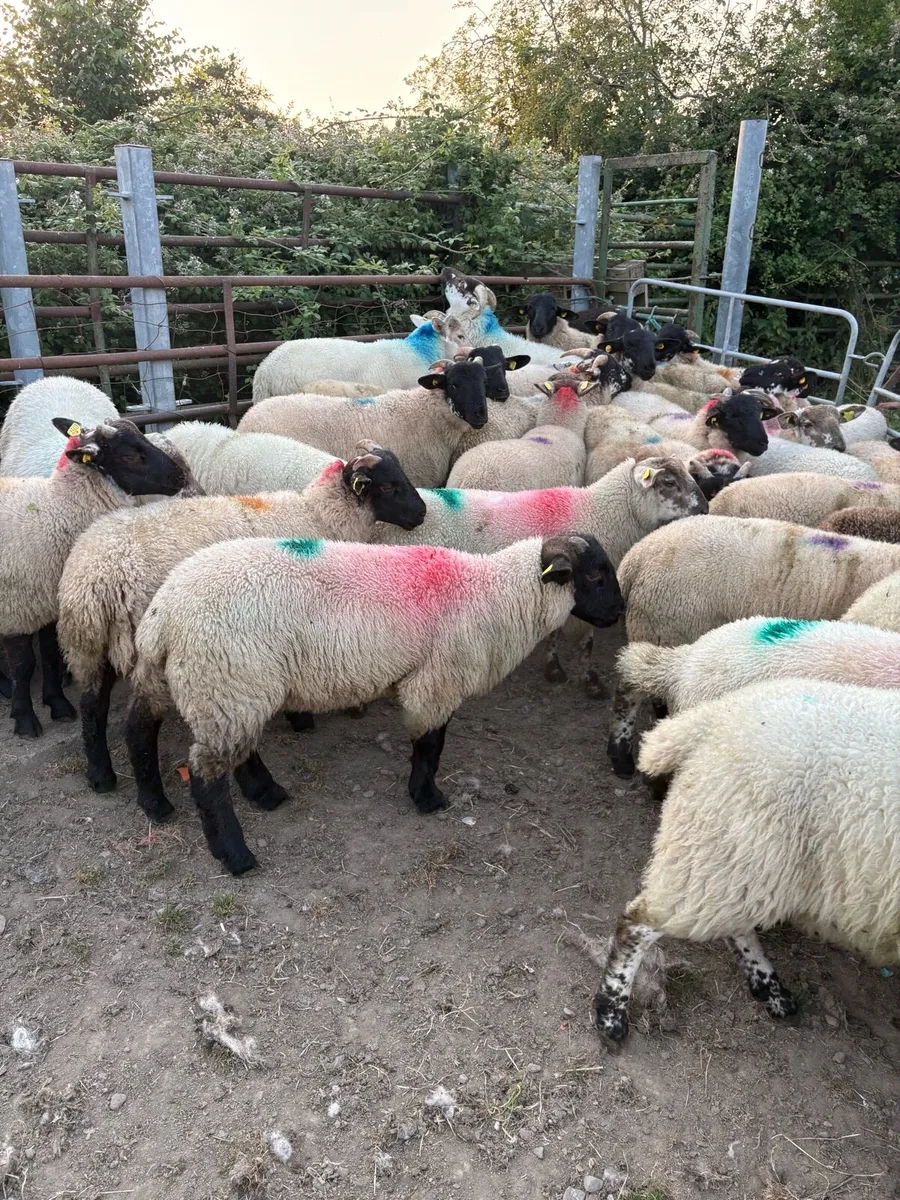 Store lambs - Image 1