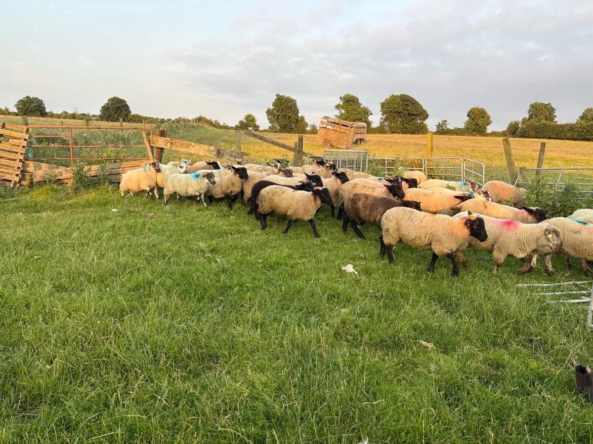 Store lambs - Image 2
