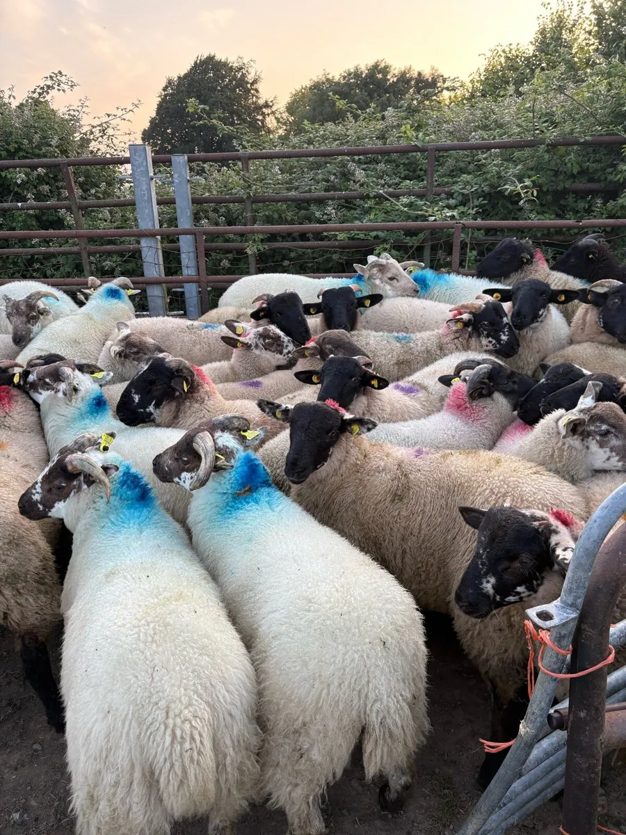 Store lambs - Image 3