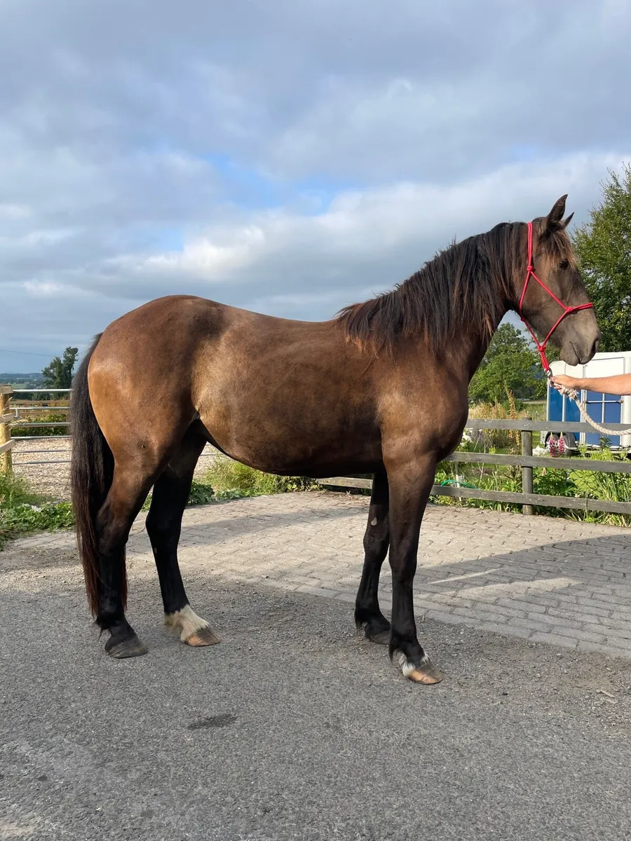 3yr old Filly, 16.2hh - Image 1