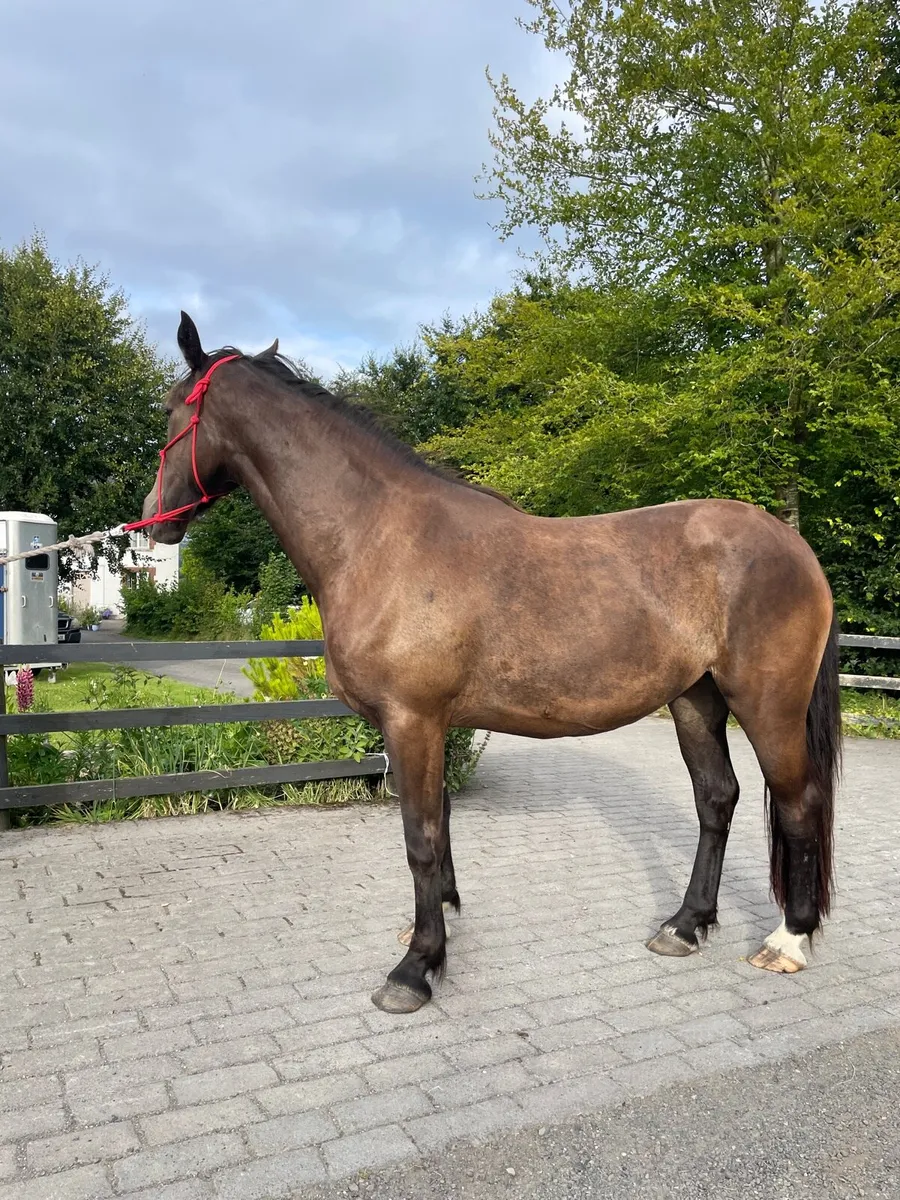 3yr old Filly, 16.2hh - Image 2