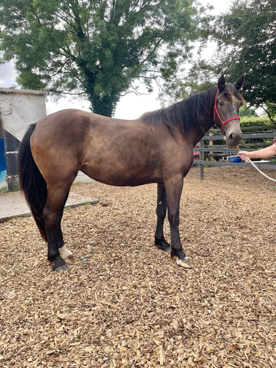 3yr old Filly, 16.2hh - Image 4