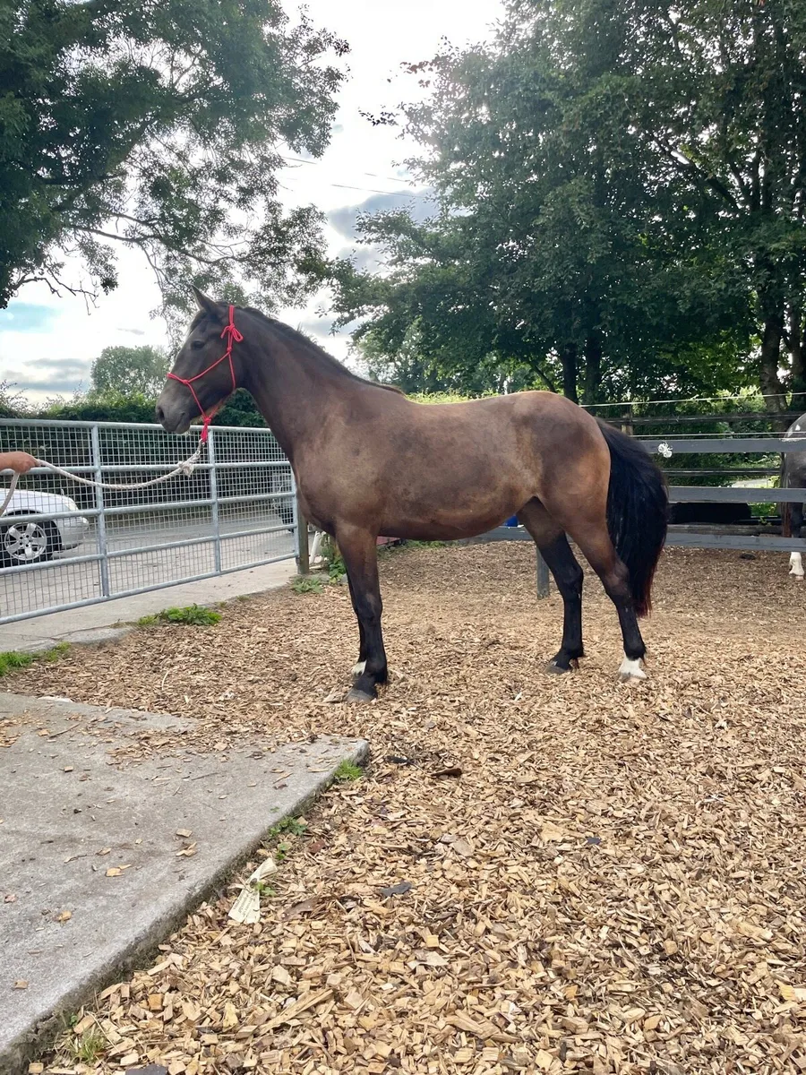 3yr old Filly, 16.2hh - Image 3