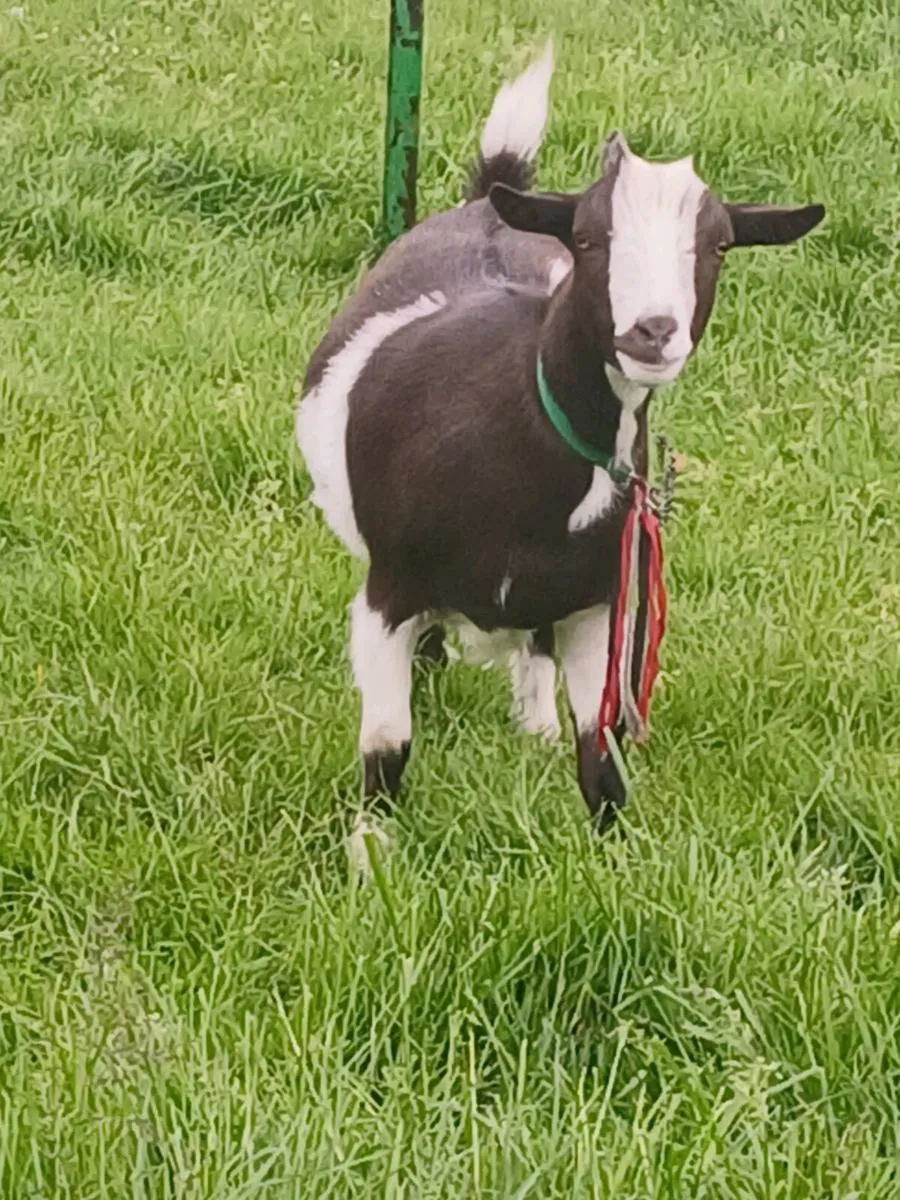 Pygmy wether kid Extremely friendly - Image 2