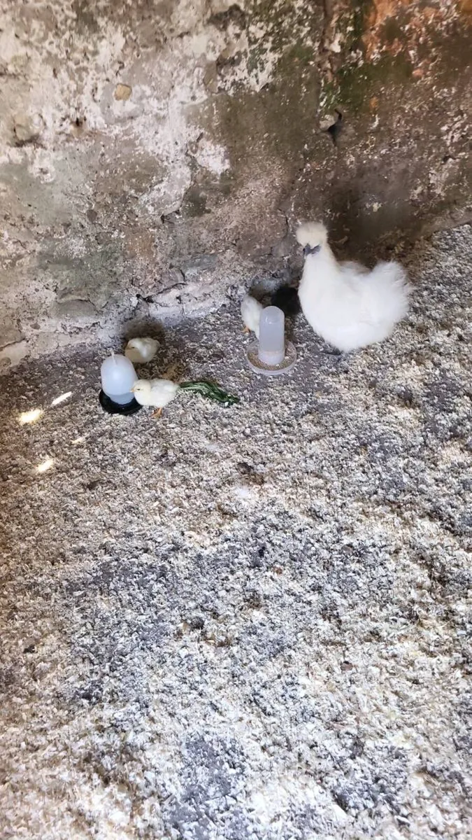 Point of laying Hens.  An silkie chicks - Image 4