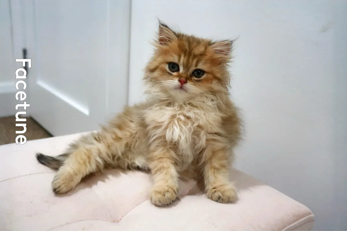 GCCFI British Longhair - Image 2