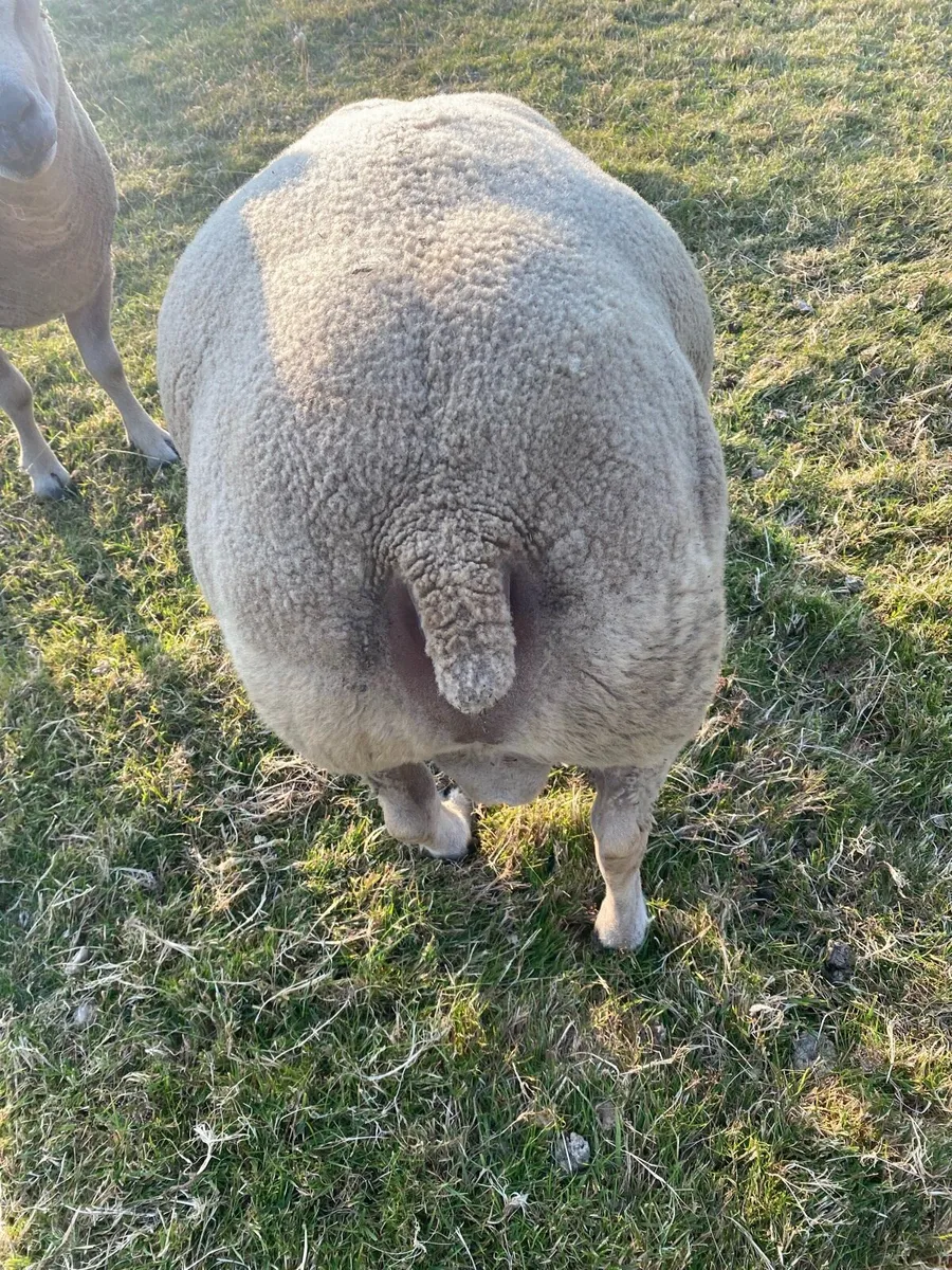Sheep - Image 3