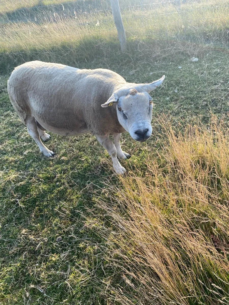 Sheep - Image 4