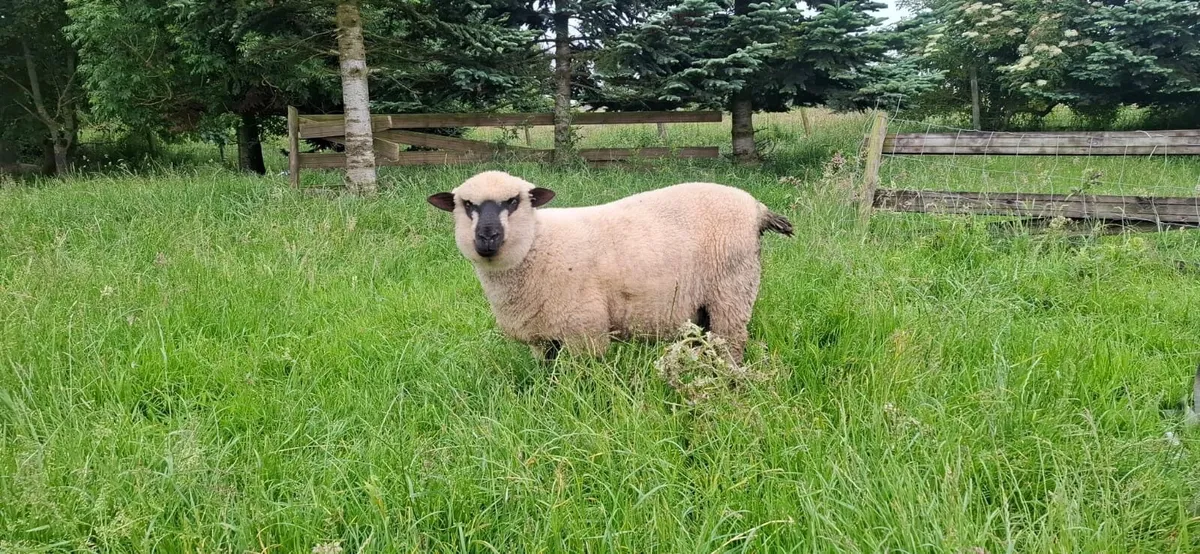 PBNR Shropshire Ram lambs - Image 1