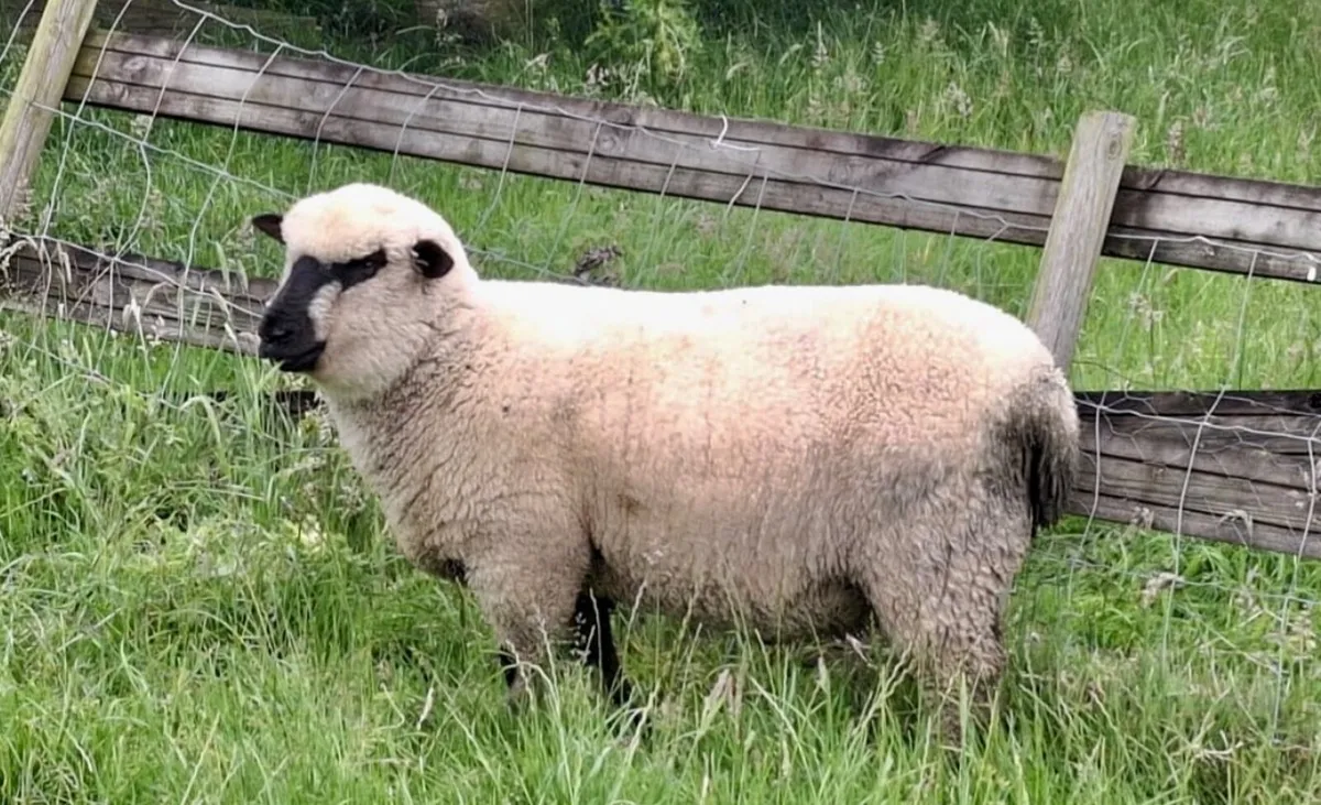 PBNR Shropshire Ram lambs - Image 2