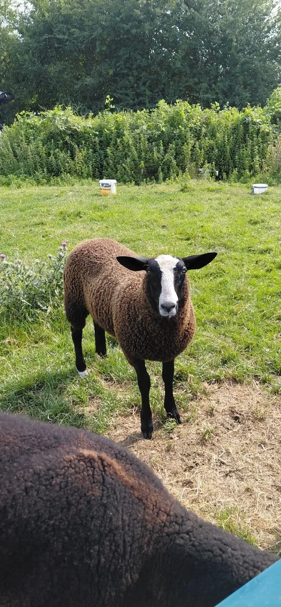 Zwartble Sheep - Image 1