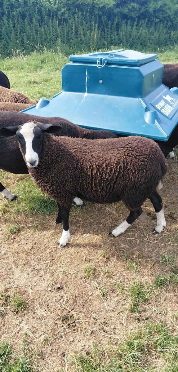 Zwartble Sheep - Image 2