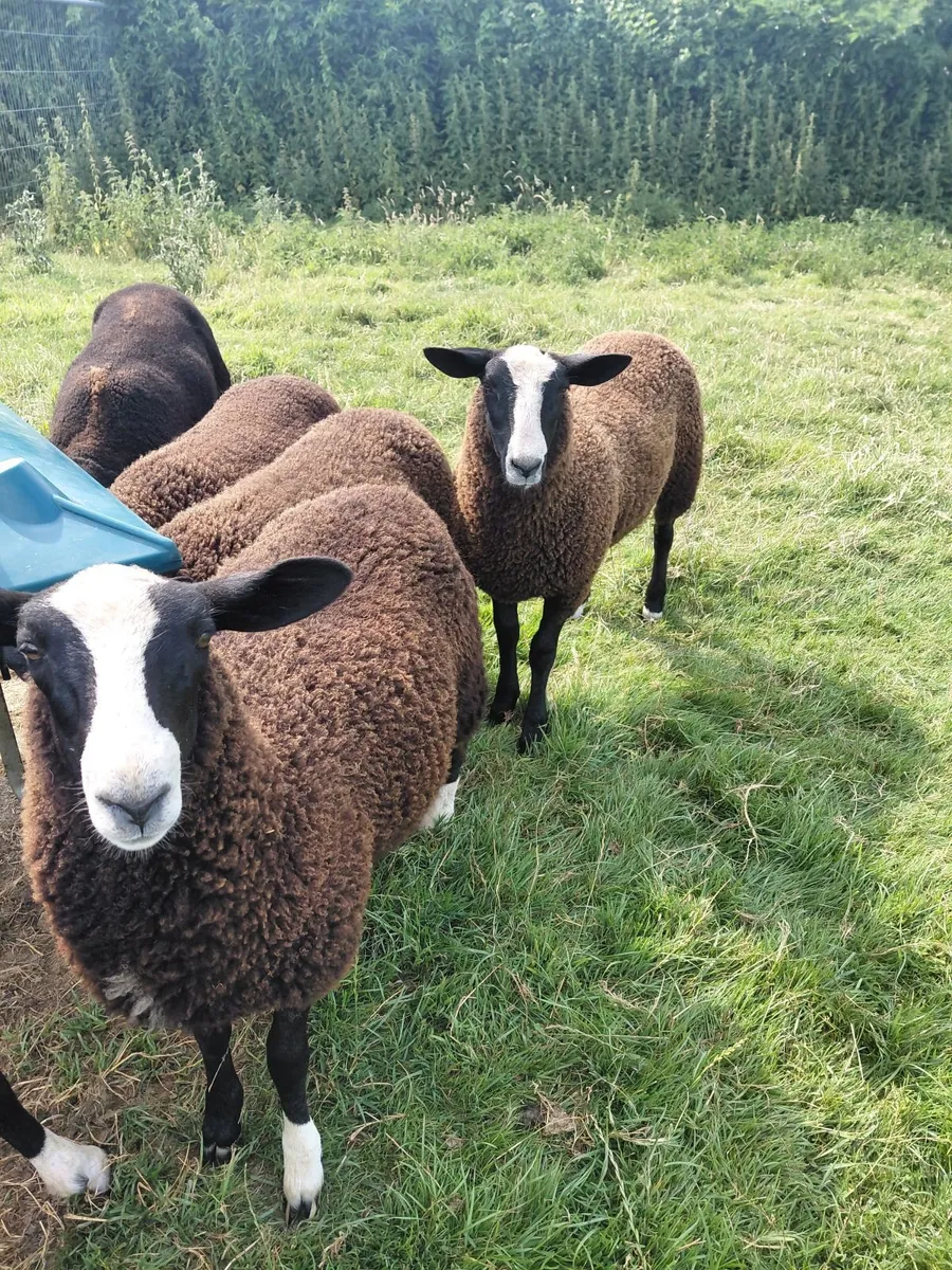 Zwartble Sheep - Image 3