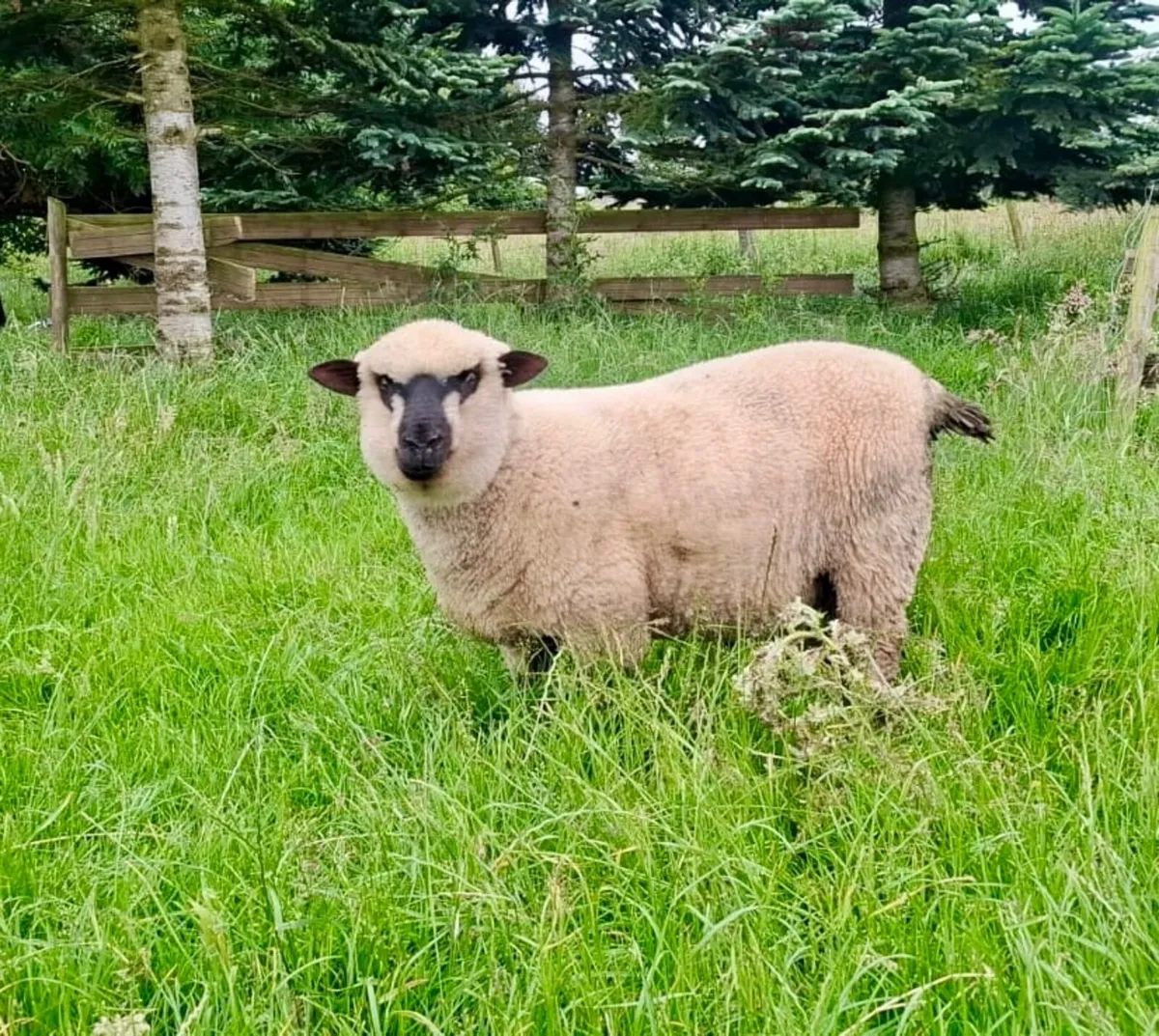 PBNR Shropshire Ram lambs - Image 3