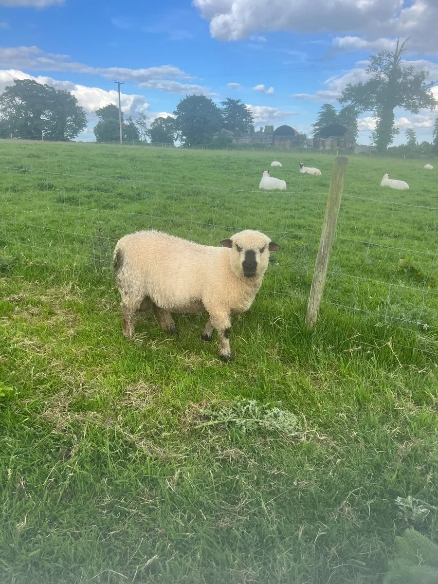 PBNR Shropshire Ram lambs - Image 4