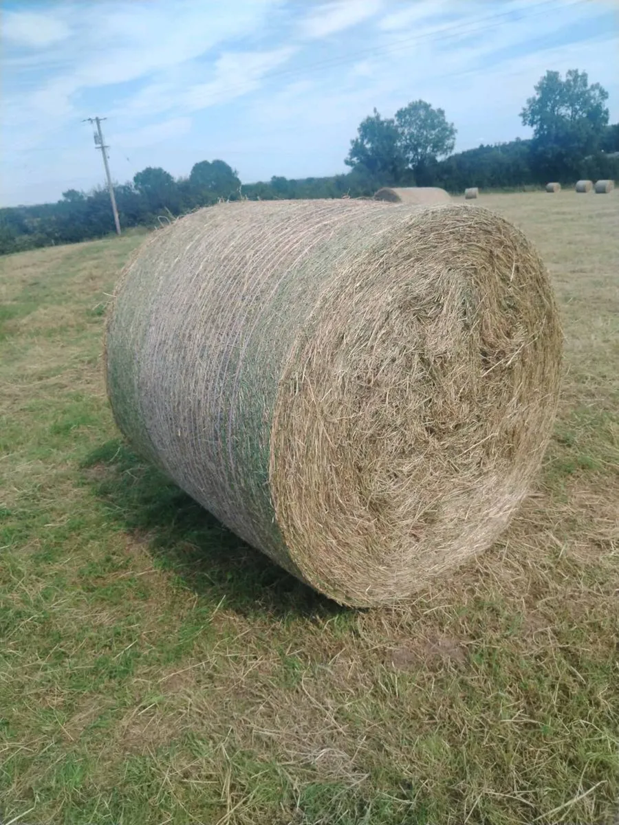 Bedding &feed - Image 1