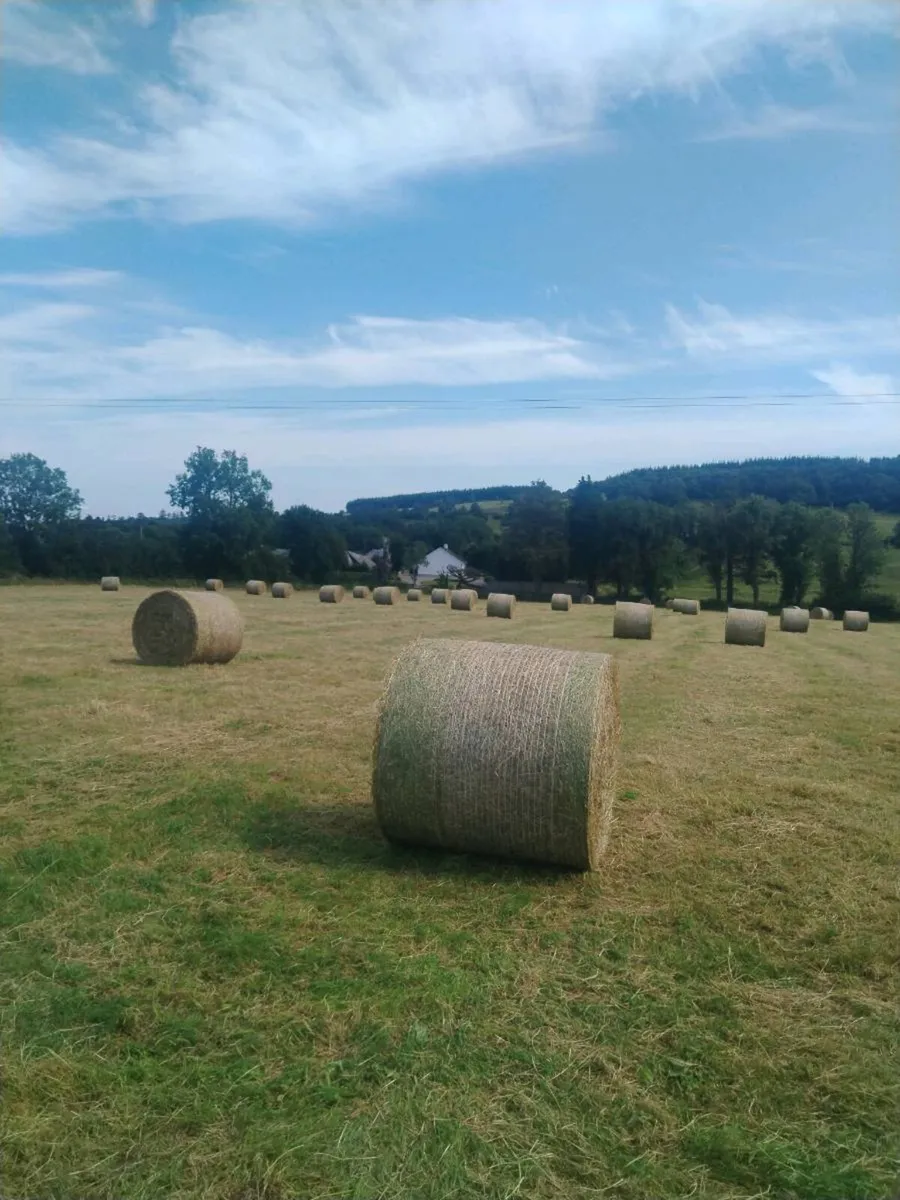 Bedding &feed - Image 2