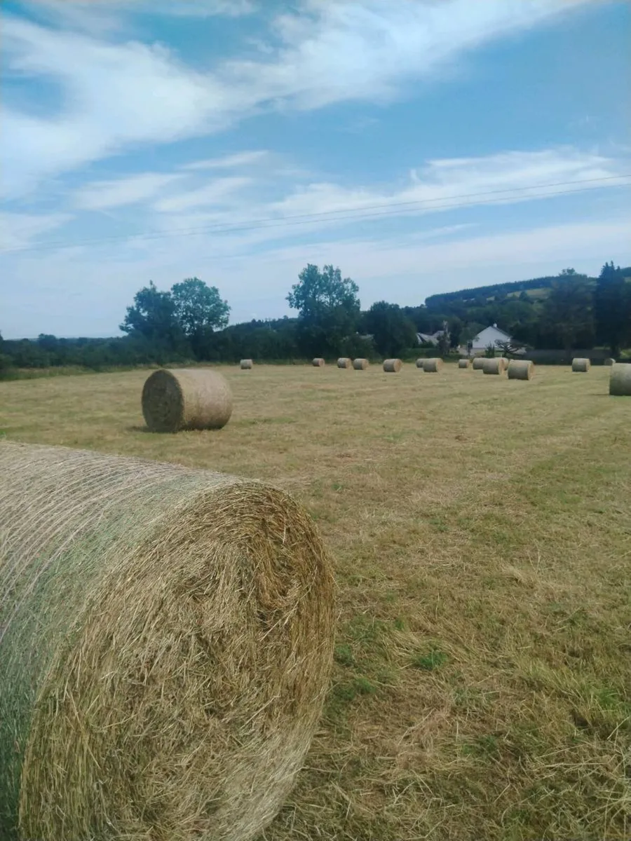 Bedding &feed - Image 3