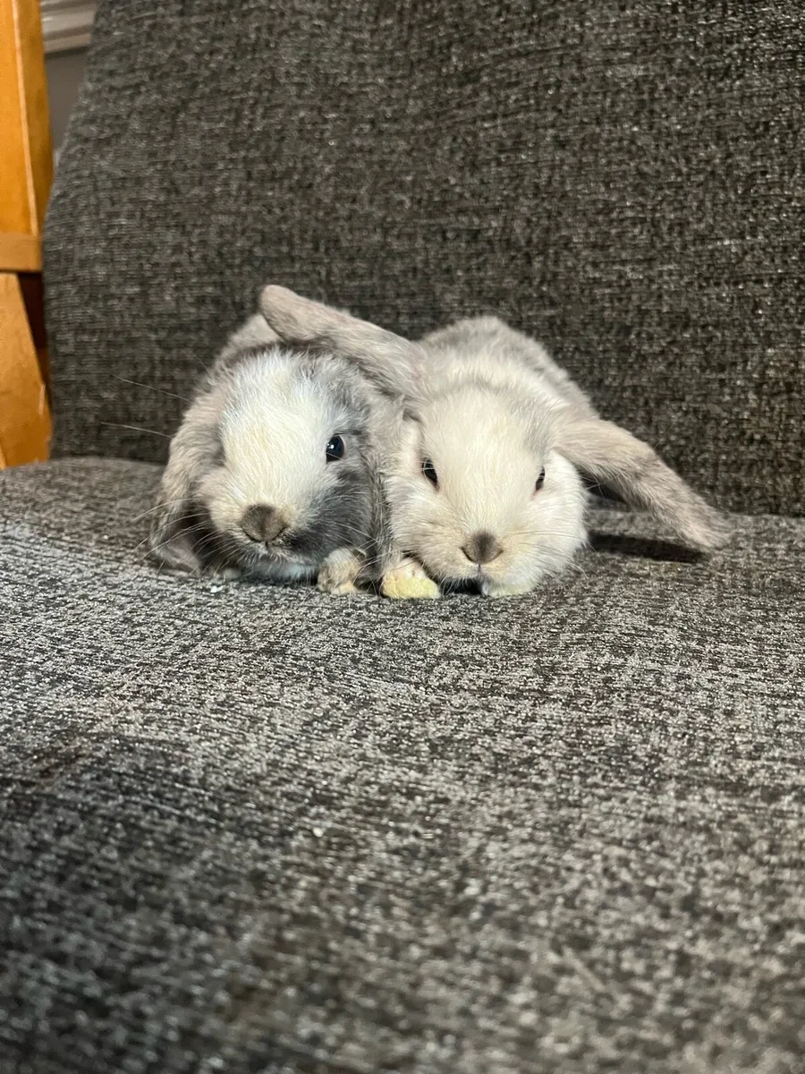 Rabbits - Image 2