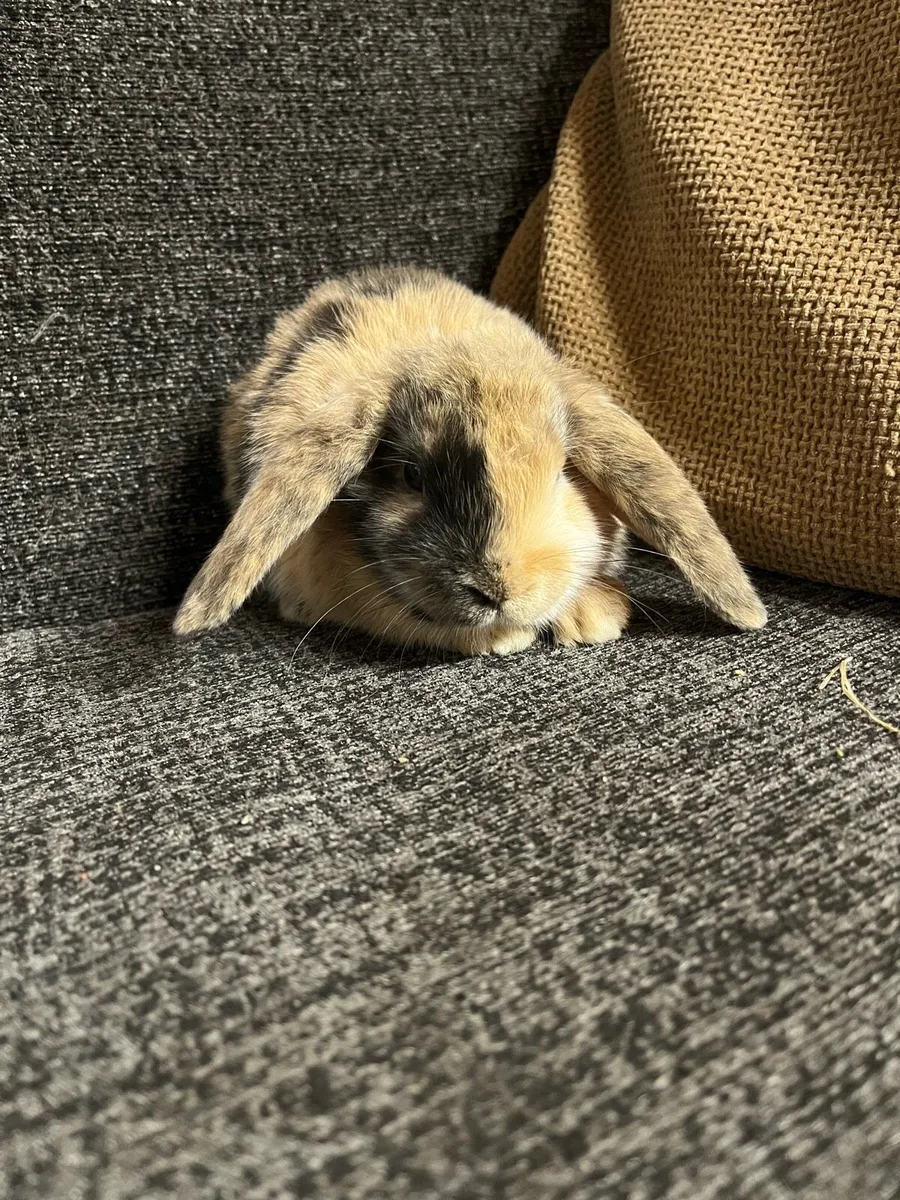 Rabbits - Image 4