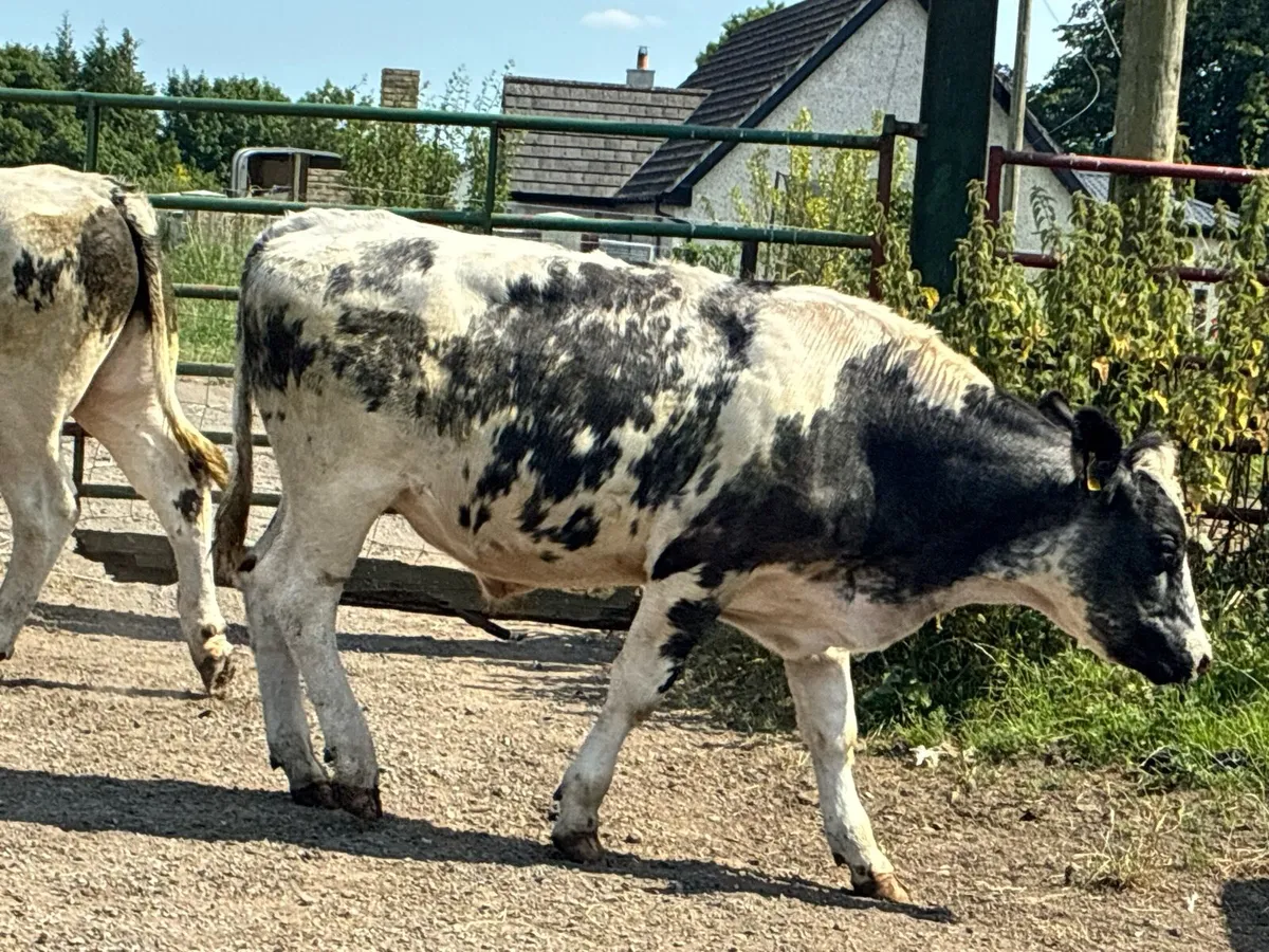 10 Belgium blue store bullocks for sale - Image 2