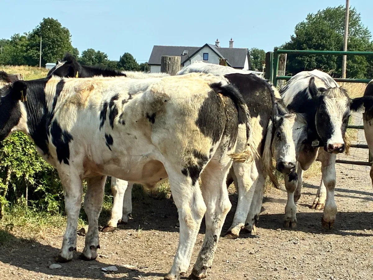 10 Belgium blue store bullocks for sale - Image 3