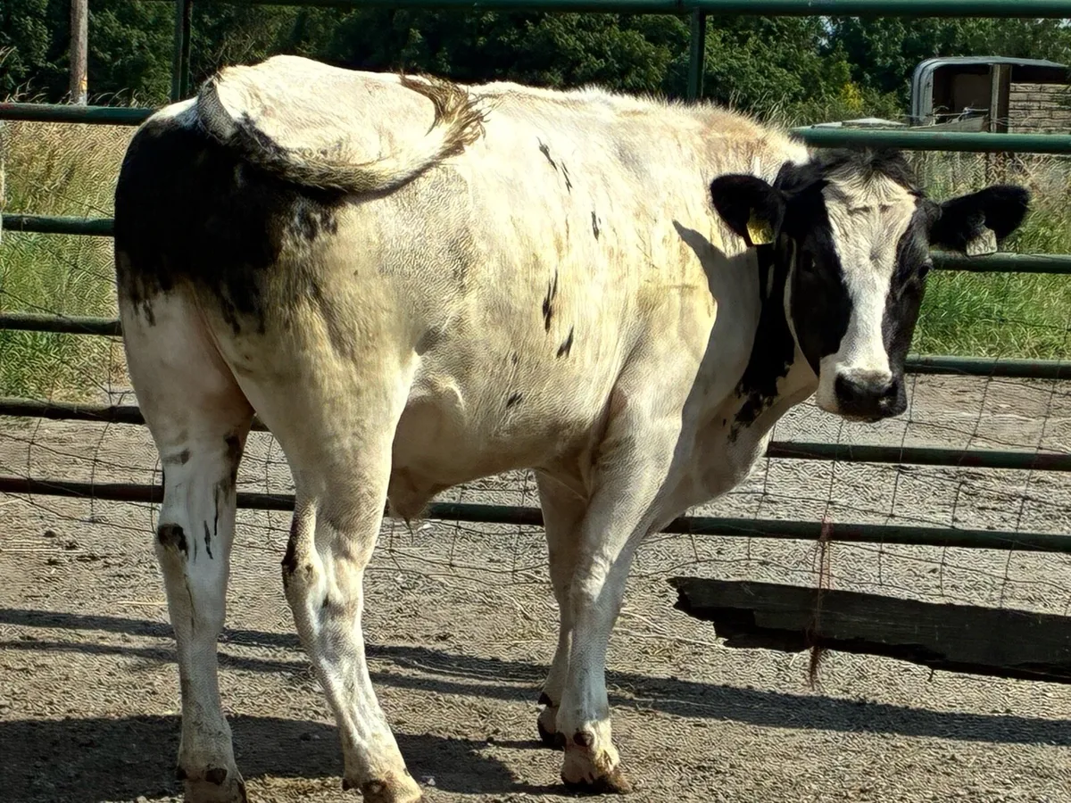 10 Belgium blue store bullocks for sale - Image 4