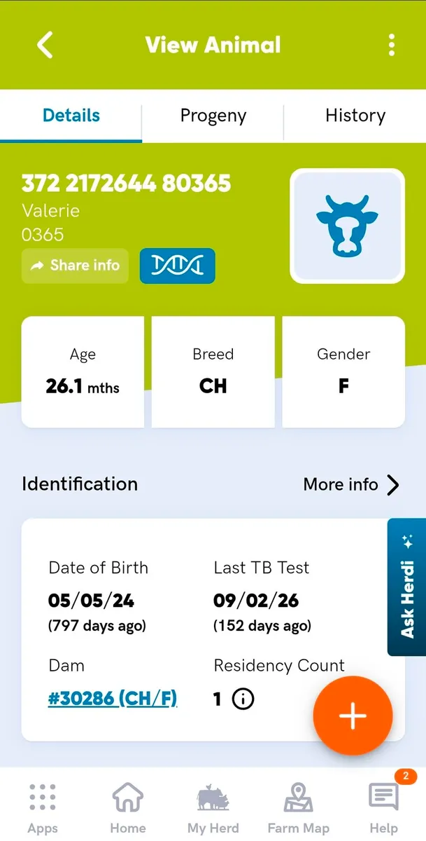 Pedigree Charolais Heifer - Image 2
