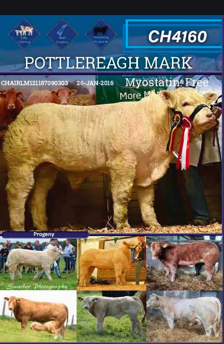 Pedigree Charolais Heifer - Image 3