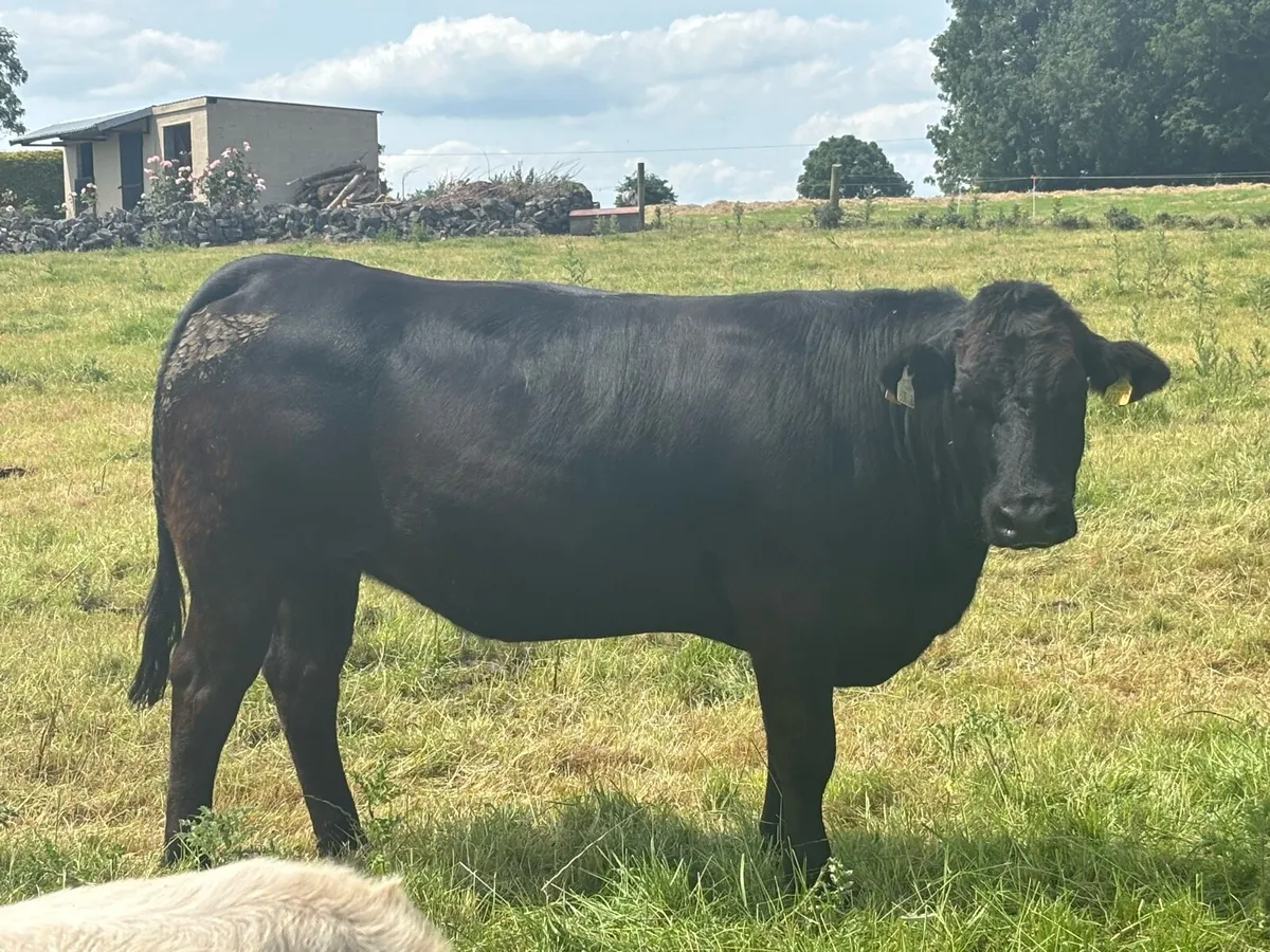 In calf Limousine x bb heifer - Image 1