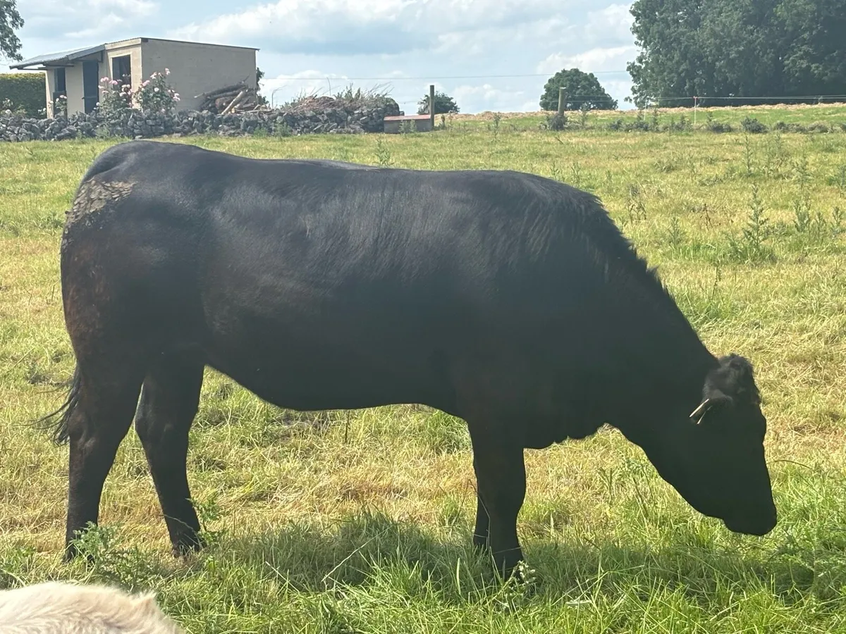 In calf Limousine x bb heifer - Image 2