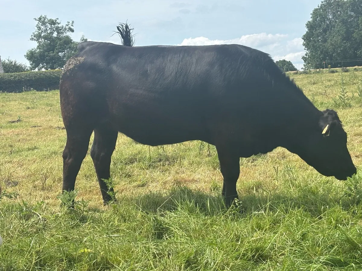 In calf Limousine x bb heifer - Image 3