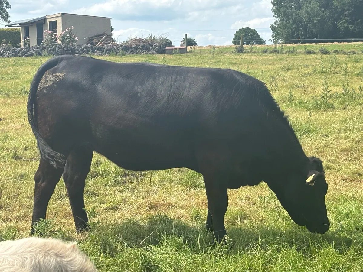 In calf Limousine x bb heifer - Image 4