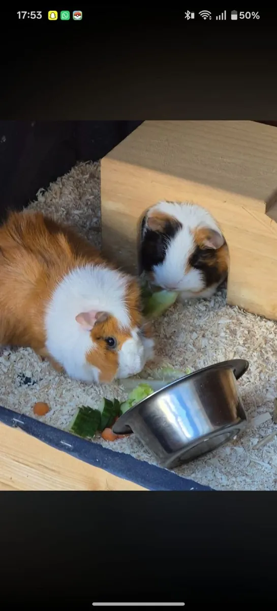 Guinea pigs
