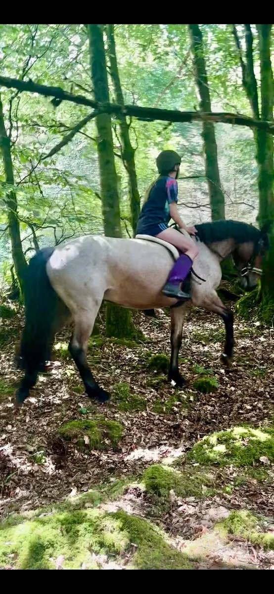 3yr old Connemara gelding - Image 1