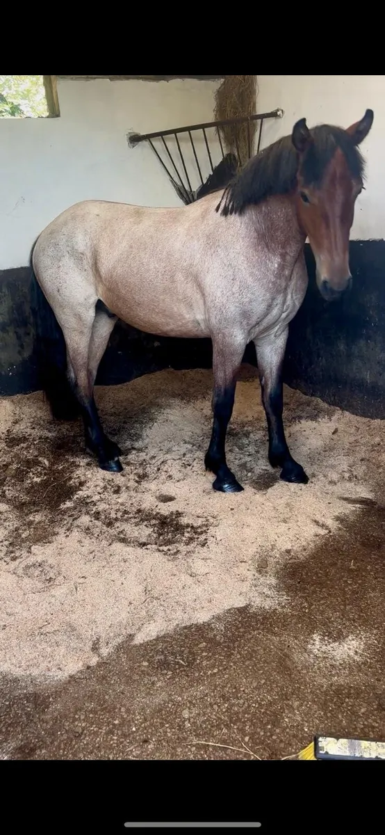 3yr old Connemara gelding - Image 2