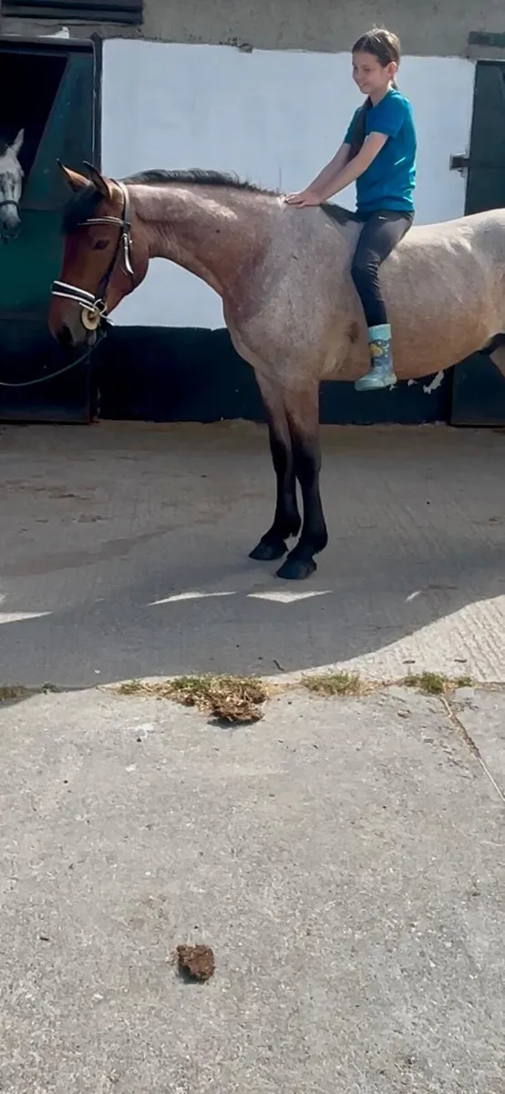 3yr old Connemara gelding - Image 3