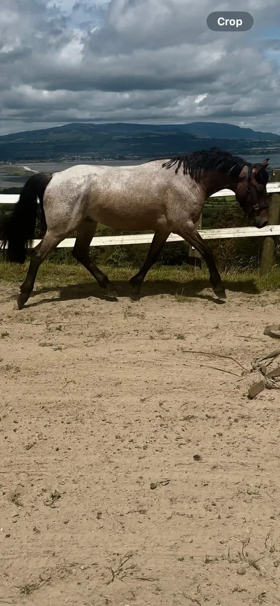 3yr old Connemara gelding - Image 4