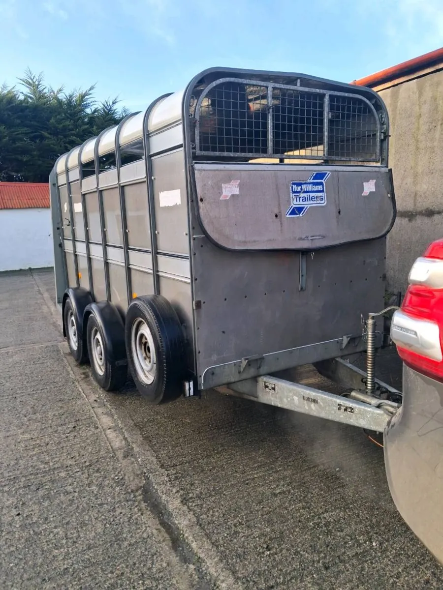 Ifor williams cattle trailer - Image 2