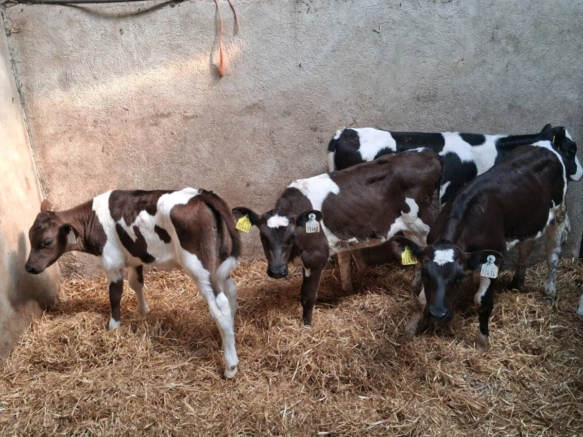 5 FRIESEN HEIFER CALVES FOR SALE - Image 2