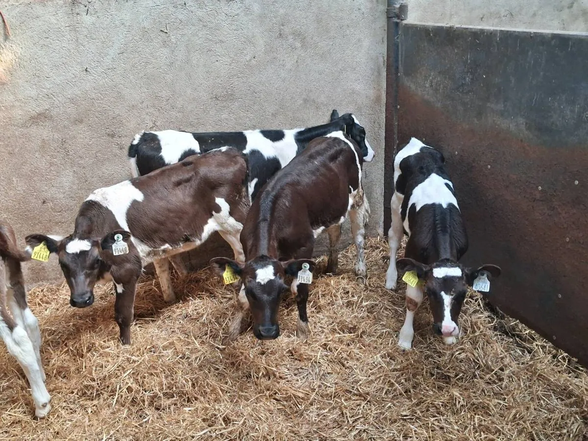 5 FRIESEN HEIFER CALVES FOR SALE - Image 3