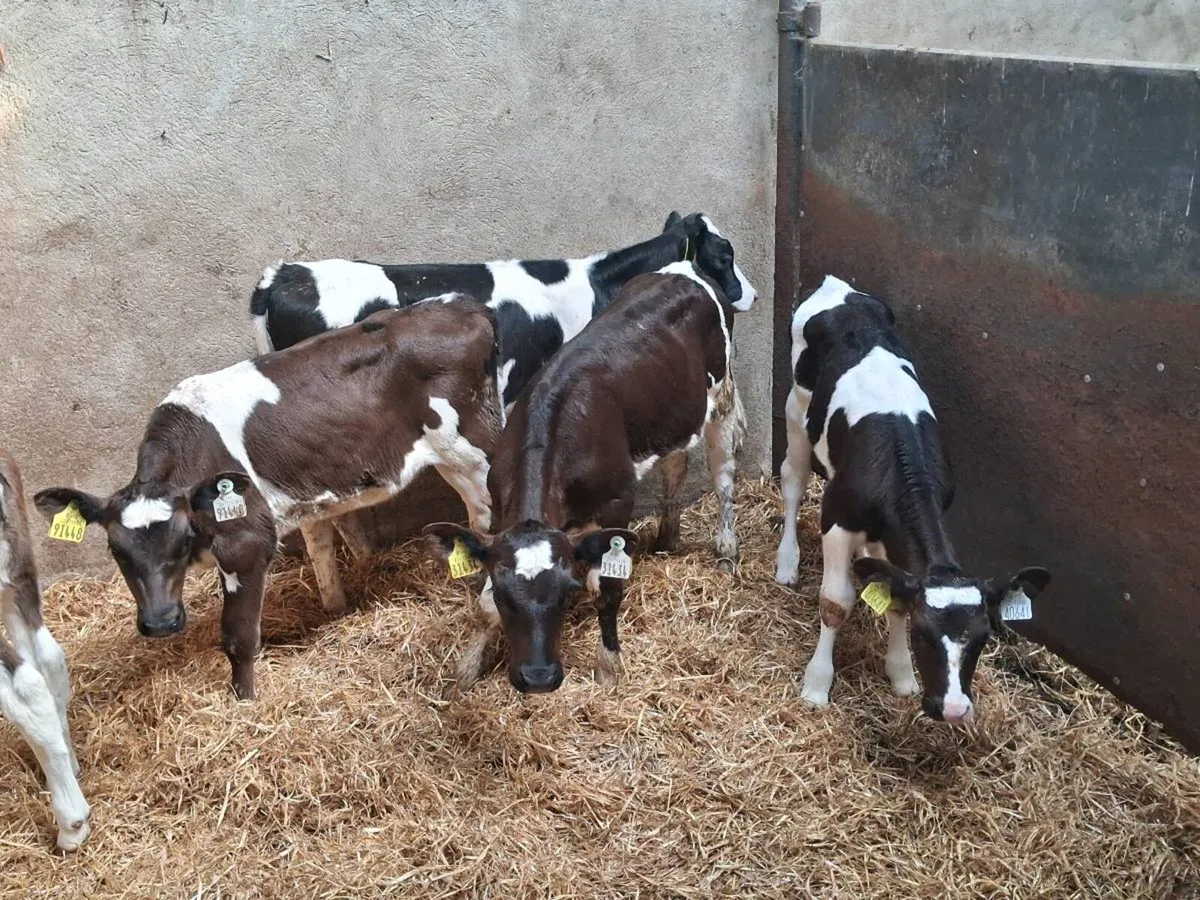 5 FRIESEN HEIFER CALVES FOR SALE - Image 4