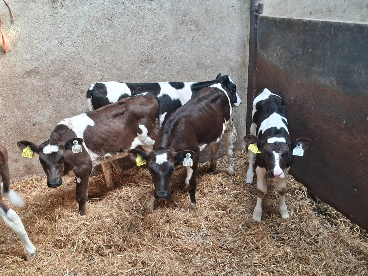 5 FRIESEN HEIFER CALVES FOR SALE - Image 1