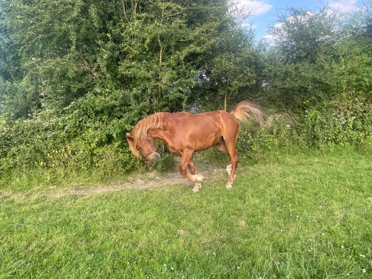 3 years old gelding and 8 years old mare for sale - Image 3